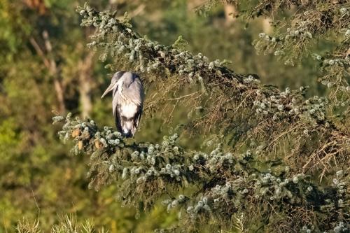 Grey Heron