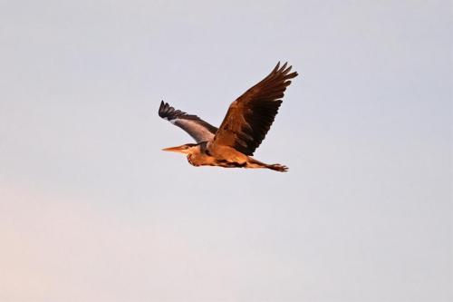 Grey Heron