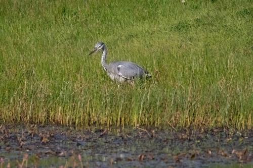 Grey Heron