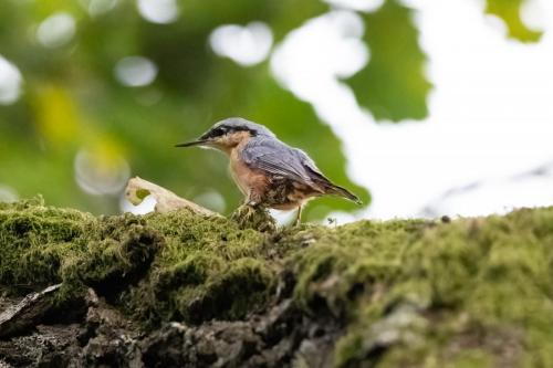 Nuthatch