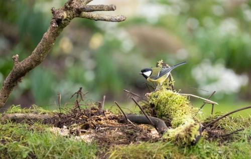 27 Feb 2023, Parkside, Cumbria - Great Tit in the garden