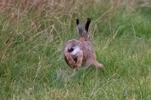 Hare