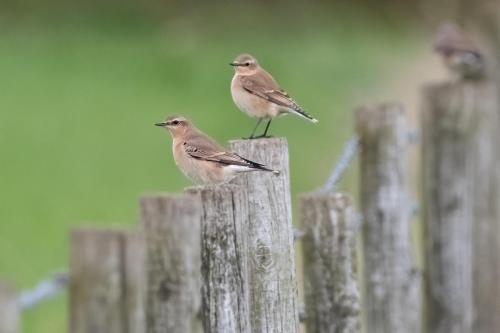 Wheatear