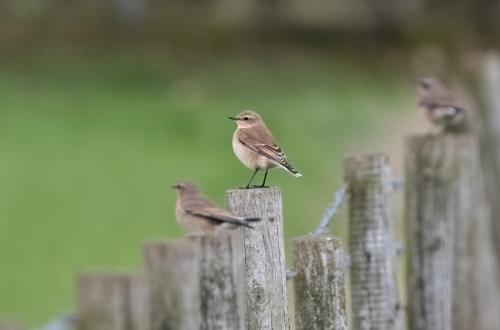 Wheatear