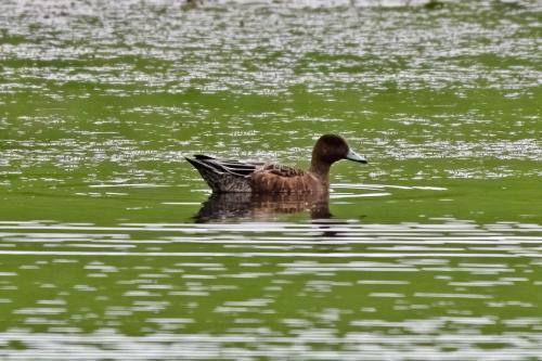 Juv Widgeon