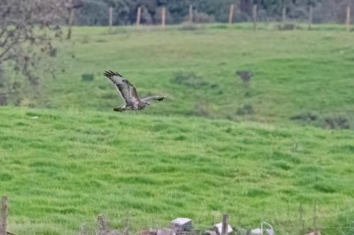 Buzzard