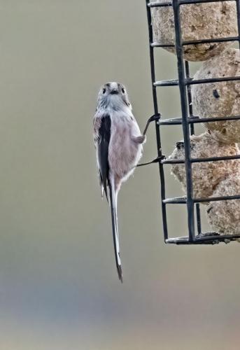 05 Feb 2023- Parkside Cumbria -long tailed tit