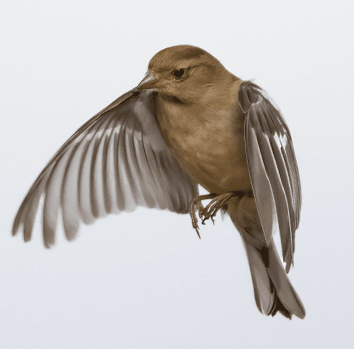 15 Feb 2023, Parkside, Cumbria - - Female Chaffinch in flight