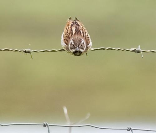 5 March 2023, Parkside, Cumbria - Reed Bunting in the garden