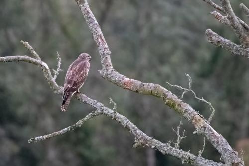 Buzzard