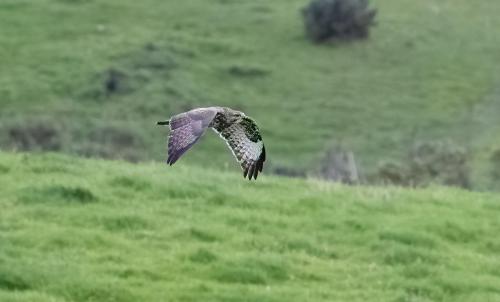 Buzzard
