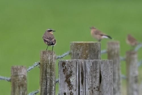 Wheatears