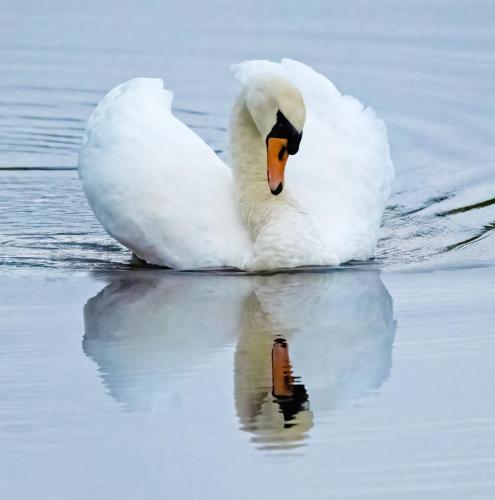 Mute Swan