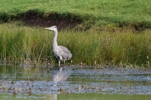 Grey Heron