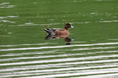 Juv Widgeon