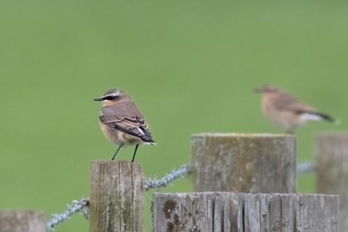 Wheatear