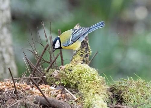 5 March 2023, Parkside, Cumbria - Great Tit