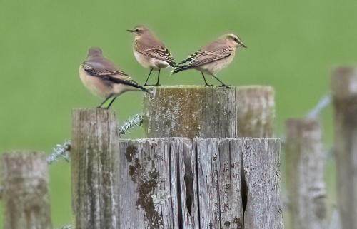 Wheatear