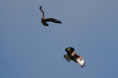 Buzzards