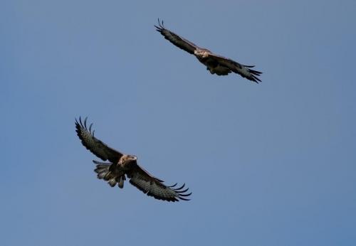 Buzzards