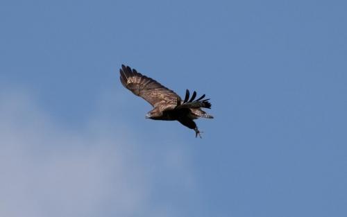 Buzzard