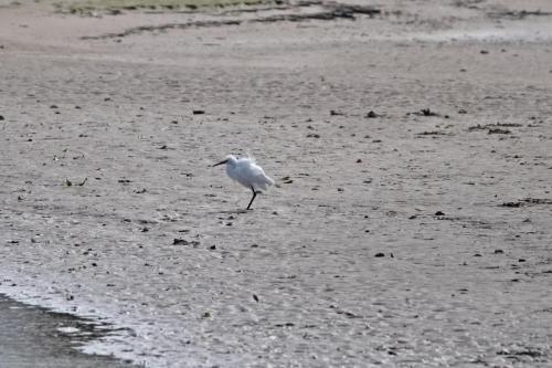 Little Egret