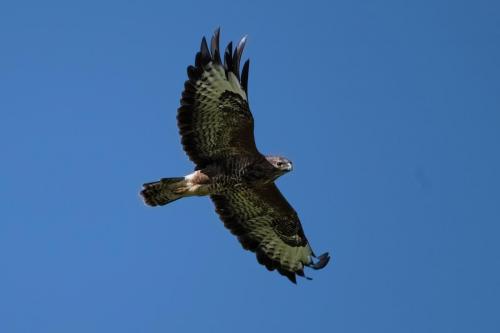 Buzzard