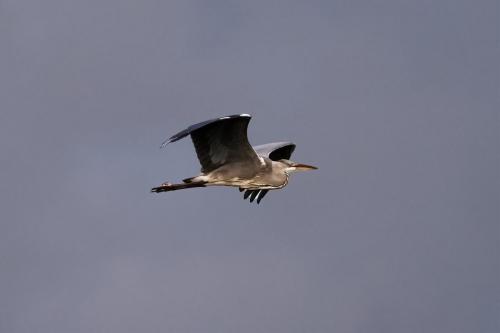 Grey Heron