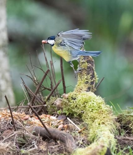 5 March 2023, Parkside, Cumbria - Great Tit