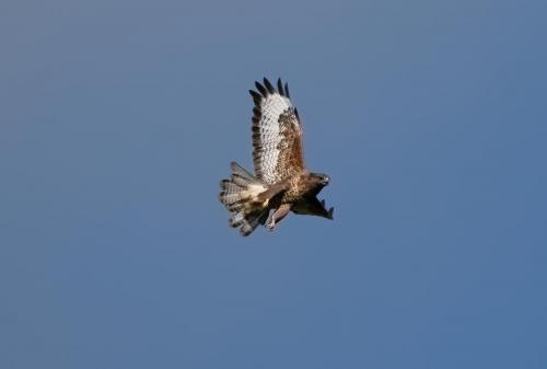 Buzzard