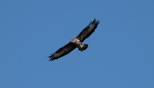 Buzzard
