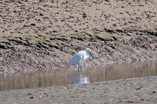 Little Egret