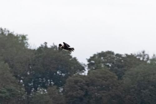 22 Sept 2023 - Leighton Moss, RSPB Reserve - Marsh Harrier