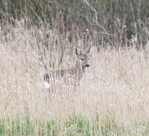 Roe Deer in the fields