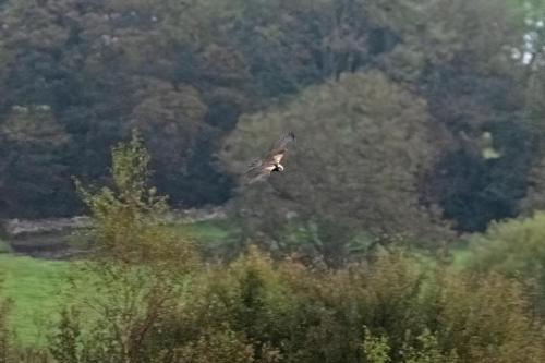 Marsh Harrier22 Sept 2023 - Leighton Moss, RSPB Reserve - 