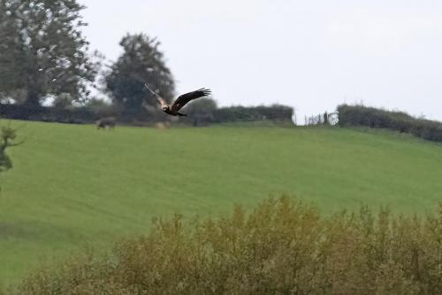 22 Sept 2023 - Leighton Moss, RSPB Reserve - Marsh Harrier