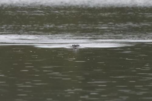 22 Sept 2023 - Leighton Moss, RSPB Reserve - Otter