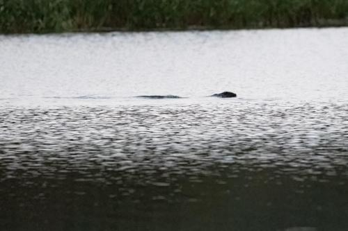 22 Sept 2023 - Leighton Moss, RSPB Reserve - Otter