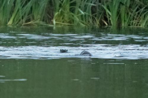 22 Sept 2023 - Leighton Moss, RSPB Reserve - Otter