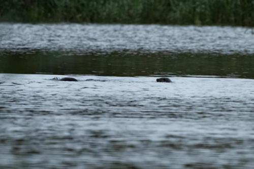 22 Sept 2023 - Leighton Moss, RSPB Reserve - Otter