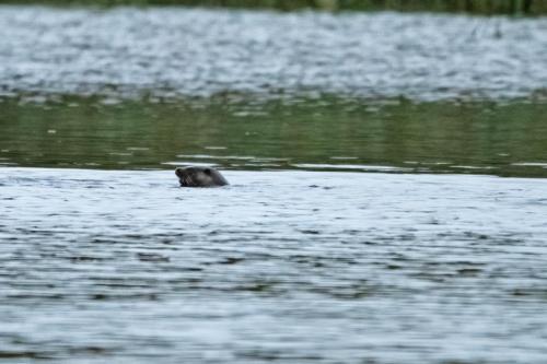 22 Sept 2023 - Leighton Moss, RSPB Reserve - Otter