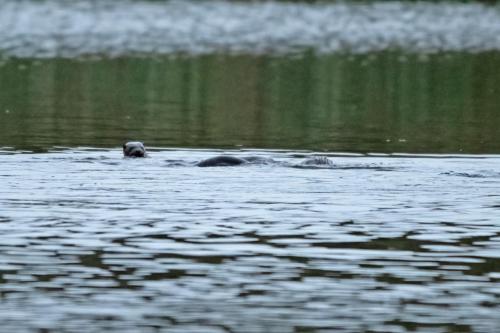 22 Sept 2023 - Leighton Moss, RSPB Reserve - Otter