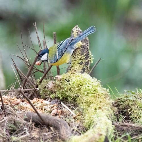 5 March 2023, Parkside, Cumbria - Great Tit in the garden