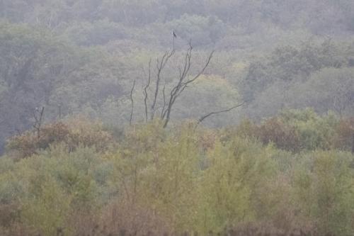 22 Sept 2023 - Leighton Moss, RSPB Reserve - Osprey