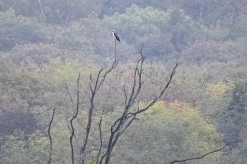 22 Sept 2023 - Leighton Moss, RSPB Reserve - Osprey