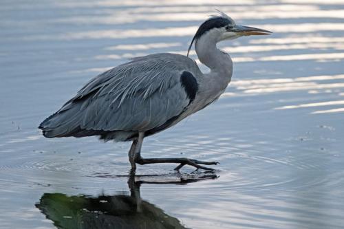 22 Sept 2023 - Leighton Moss, RSPB Reserve - Grey Heron