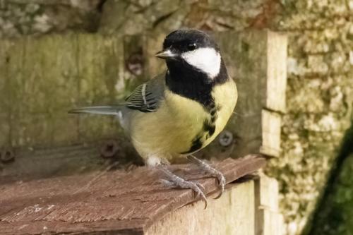 Great Tit