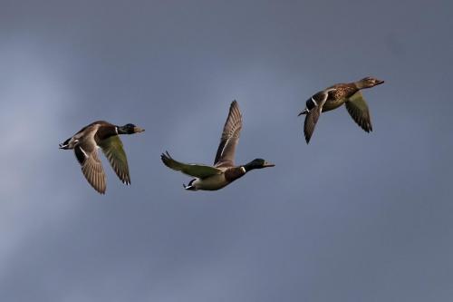 Mallards