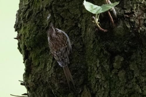 Treecreeper