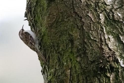 Treecreeper